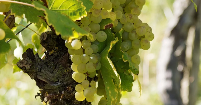 Au-delà des Grands Crus : les itinéraires secondaires que tout le monde ignore